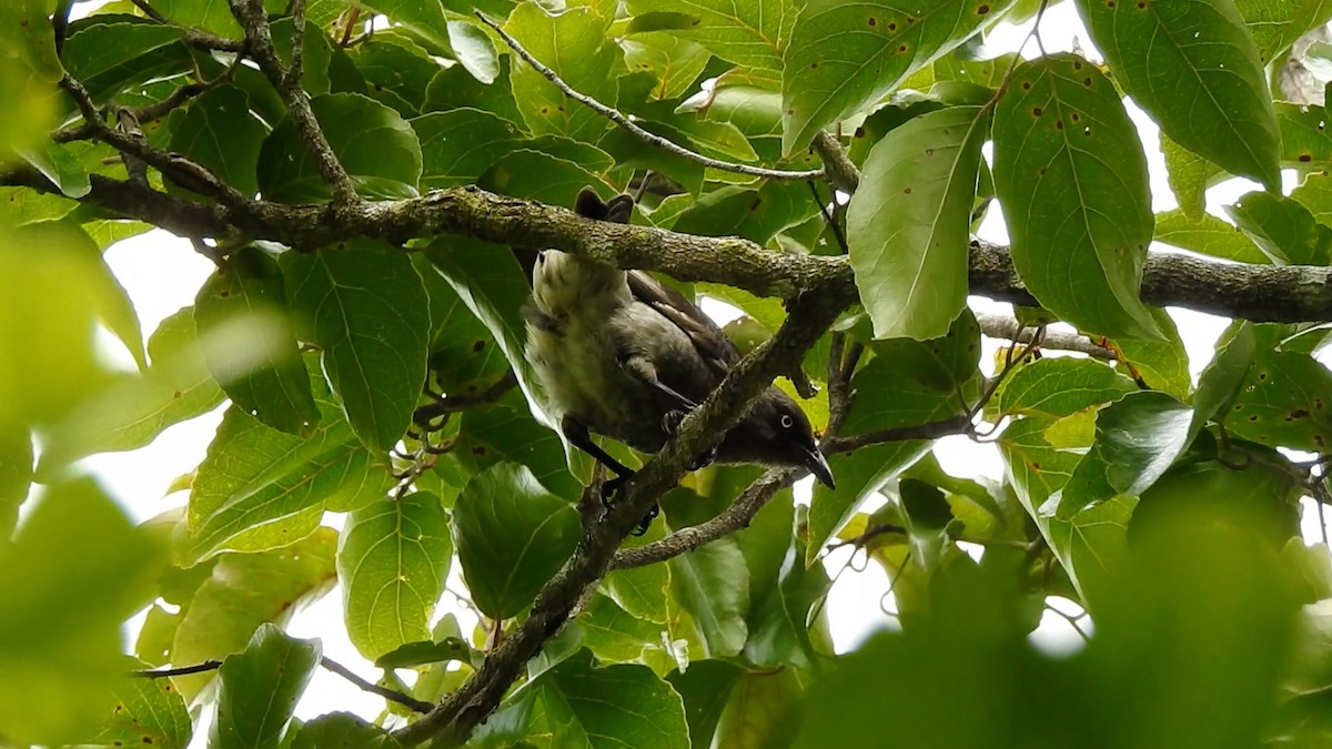Rarotonga Starling - Hervé JACOB