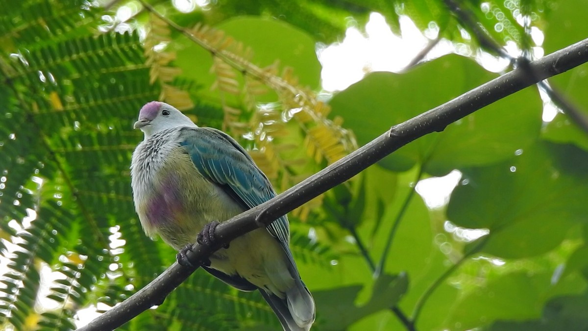 Cook Islands Fruit-Dove - Hervé JACOB