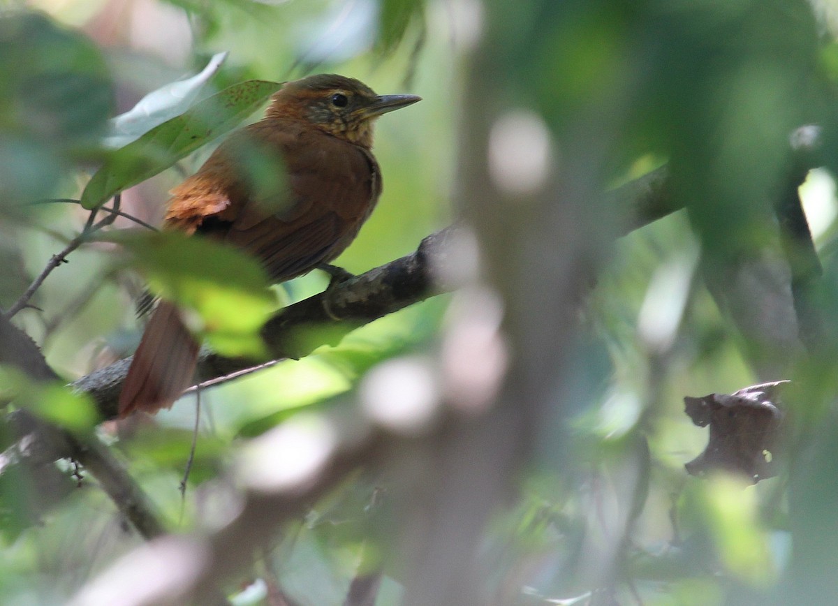 Rufous-necked Foliage-gleaner - ML205497301