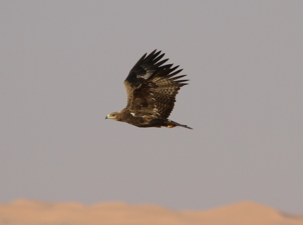 orel stepní - ML205497581