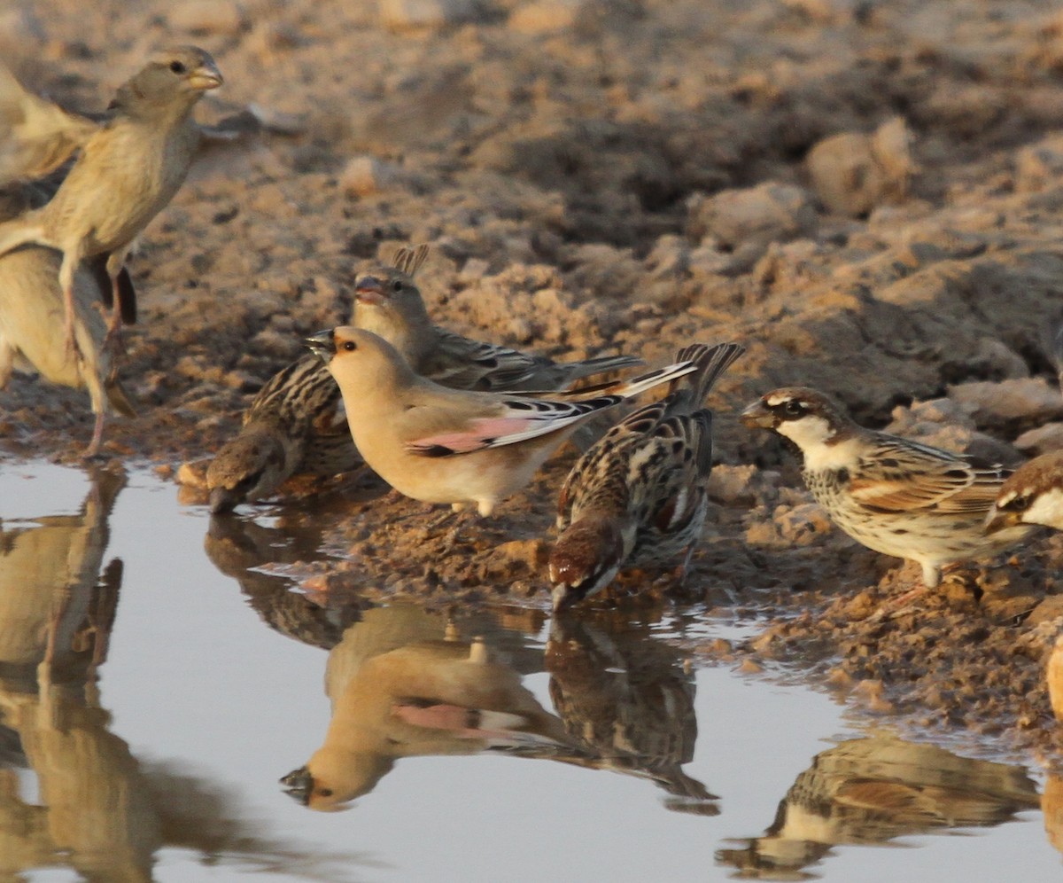 hýl černozobý - ML205497591