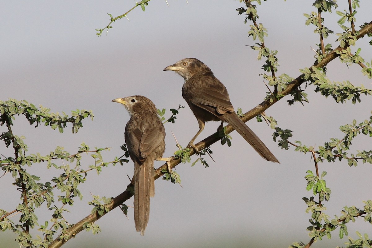 Arabian Babbler - ML205497621