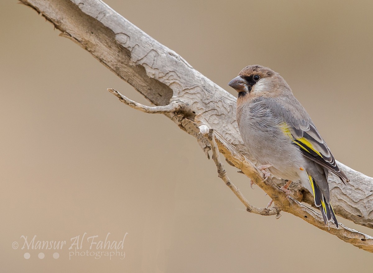 Arabian Grosbeak - ML205497631