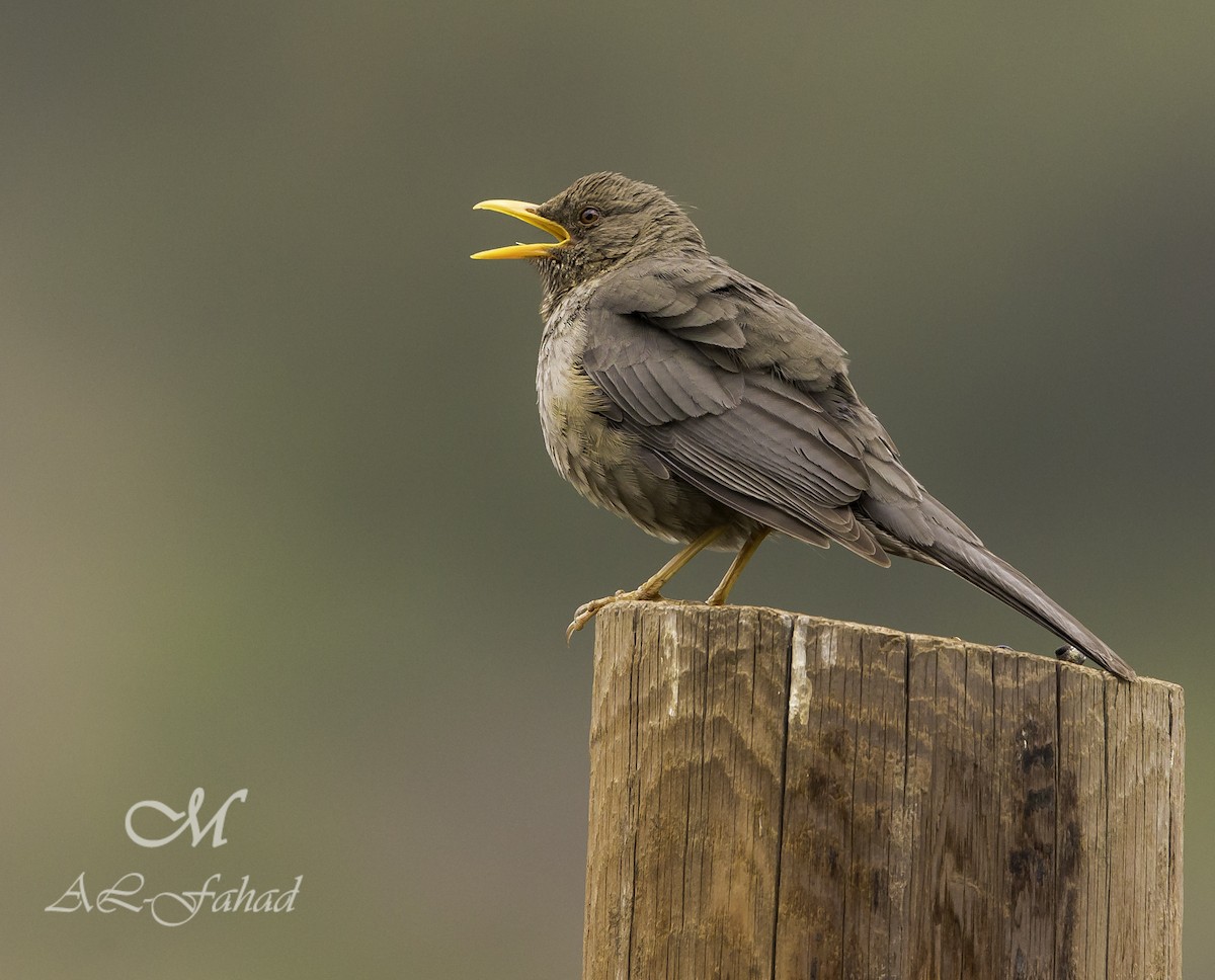 Yemen Thrush - Mansur Al -Fahad