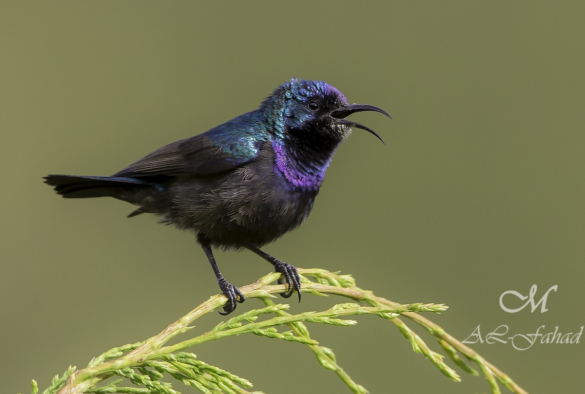 strdimil palestinský - ML205497671