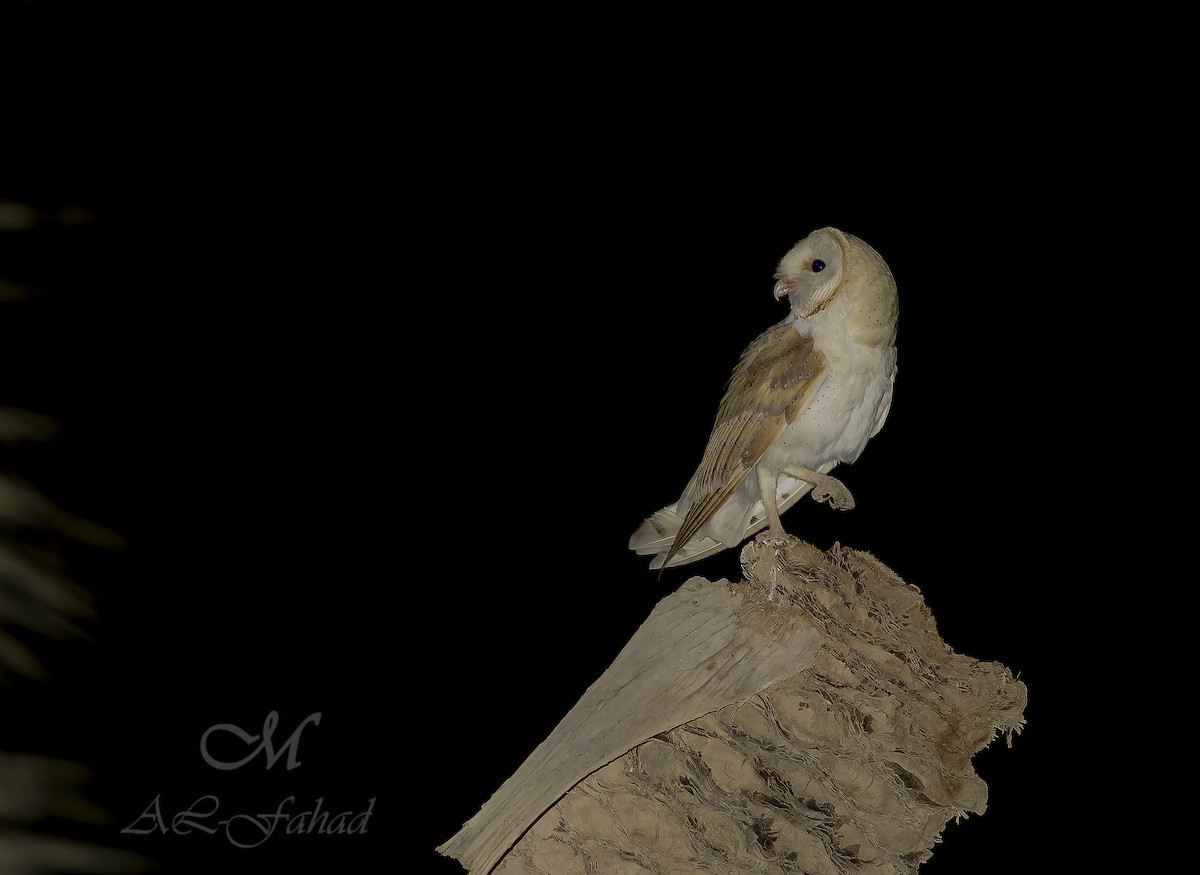 Western Barn Owl - Mansur Al -Fahad