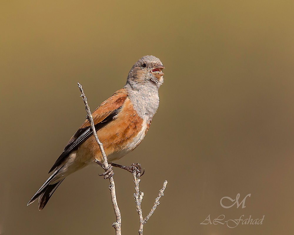 Yemen Linnet - ML205497691