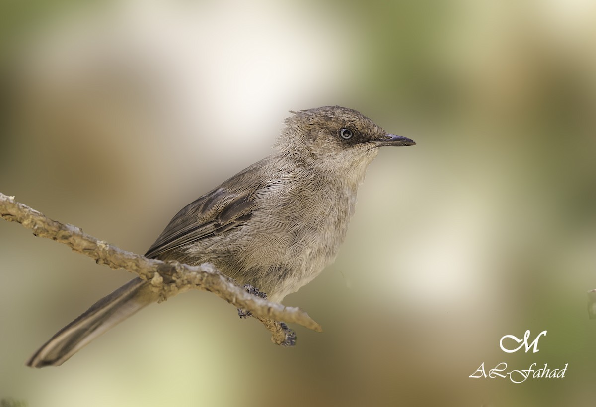 Yemen Warbler - ML205497701