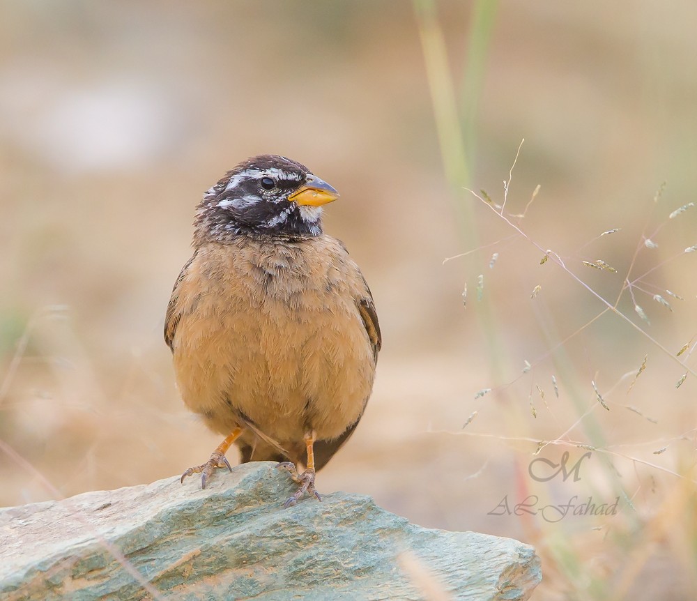 Cinnamon-breasted Bunting - ML205497751