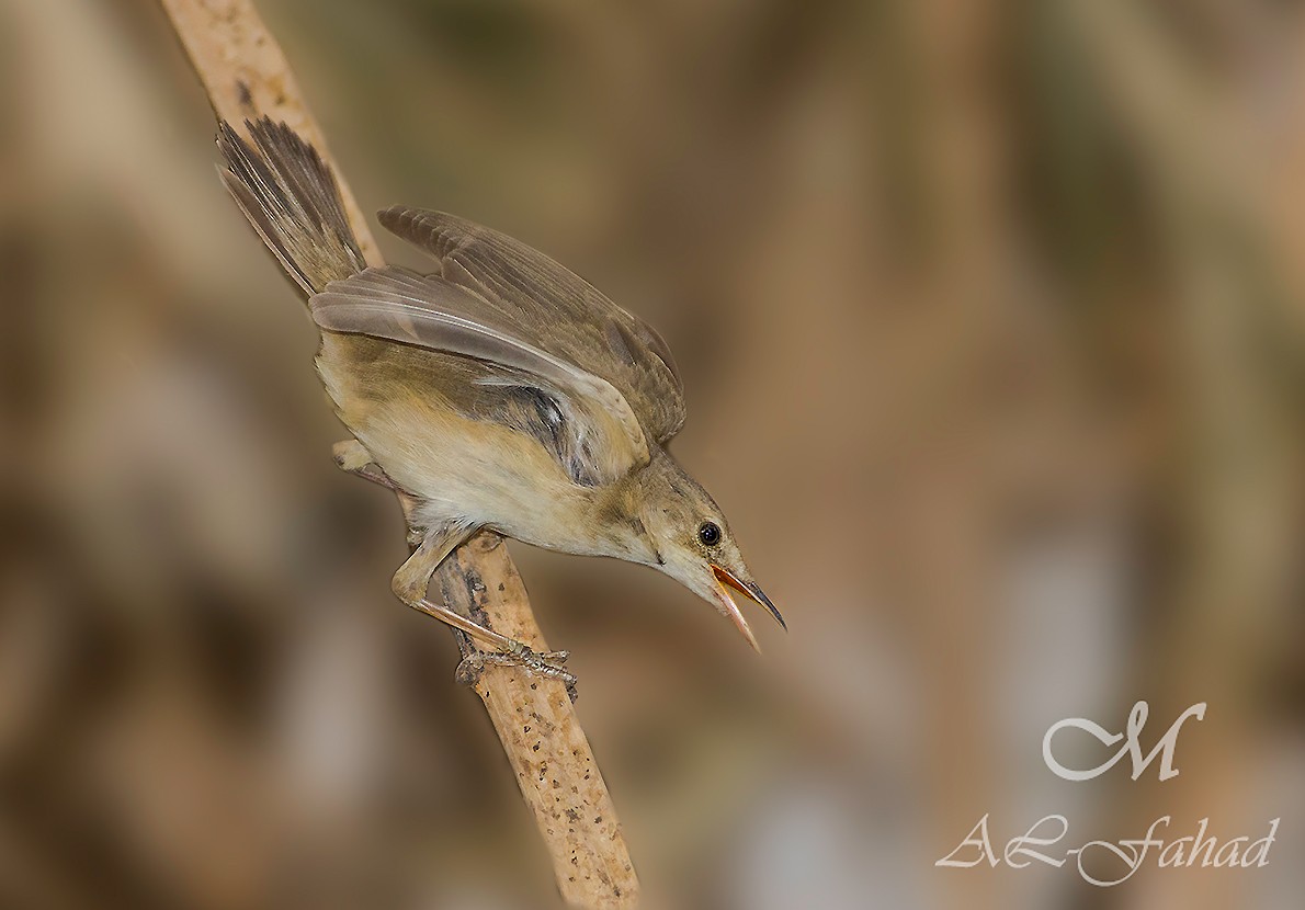 rákosník zpěvný - ML205497791