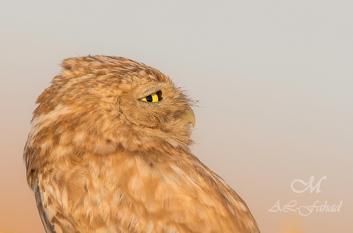 Little Owl (Lilith) - ML205497811