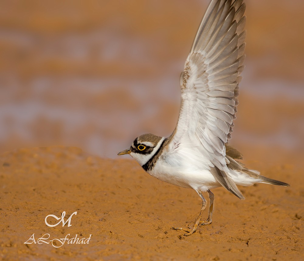 Little Ringed Plover - ML205497821