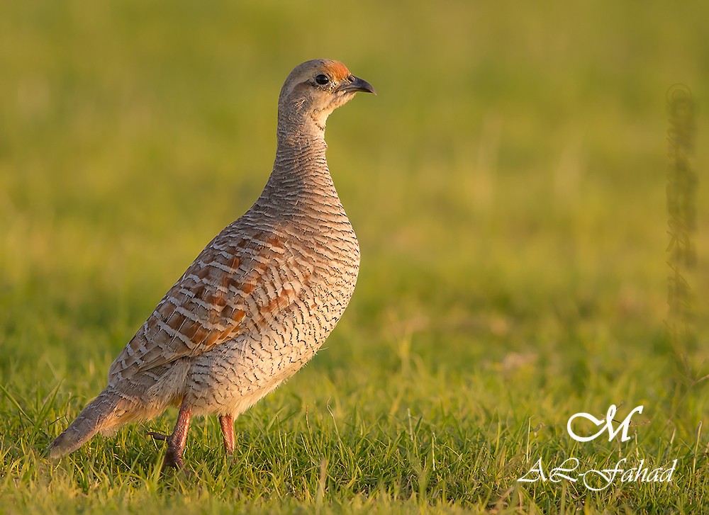Gray Francolin - ML205497841