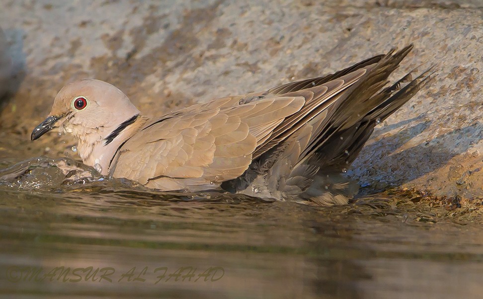 hrdlička zahradní - ML205497851