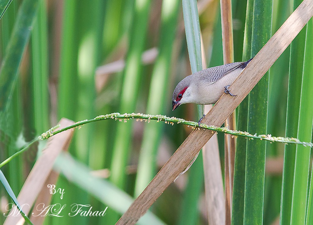 Arabian Waxbill - Mansur Al -Fahad