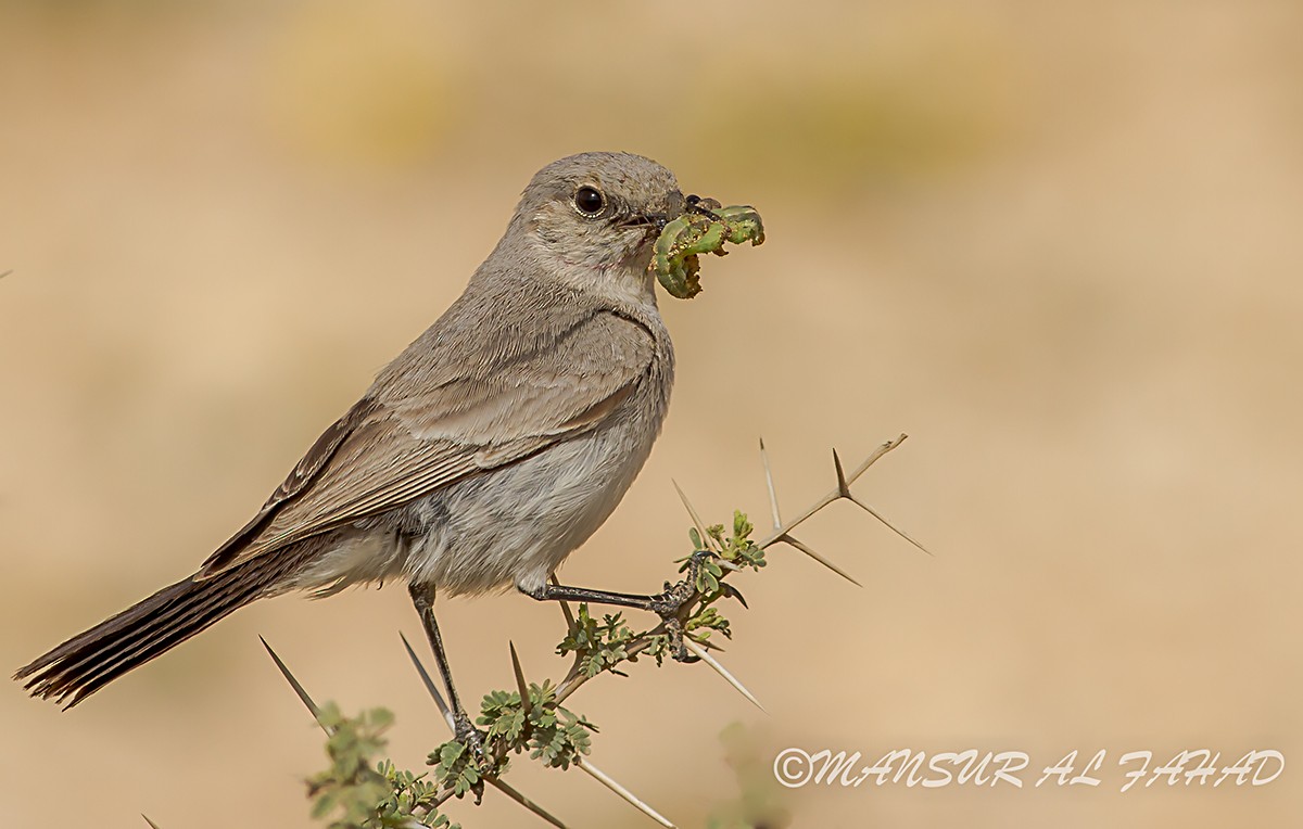 skalníček černoocasý - ML205497891