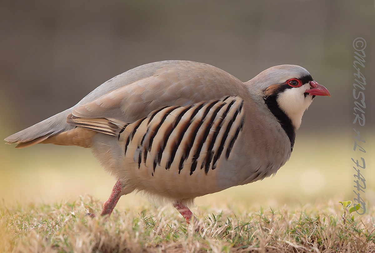 Chukar - ML205497901