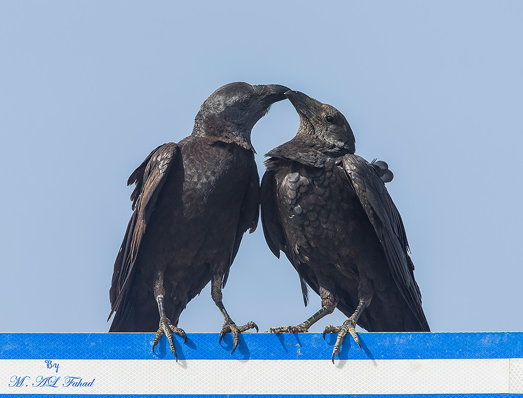 krkavec krátkoocasý - ML205497931