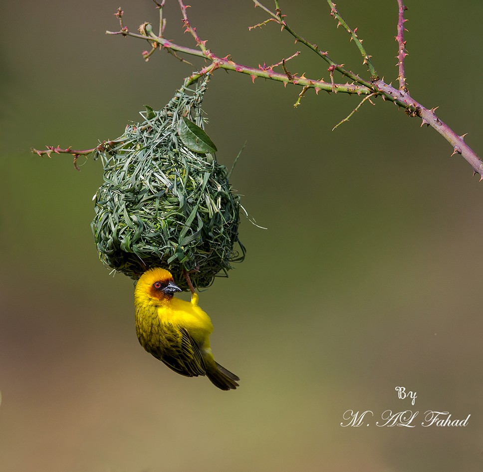 Rüppell's Weaver - ML205497941