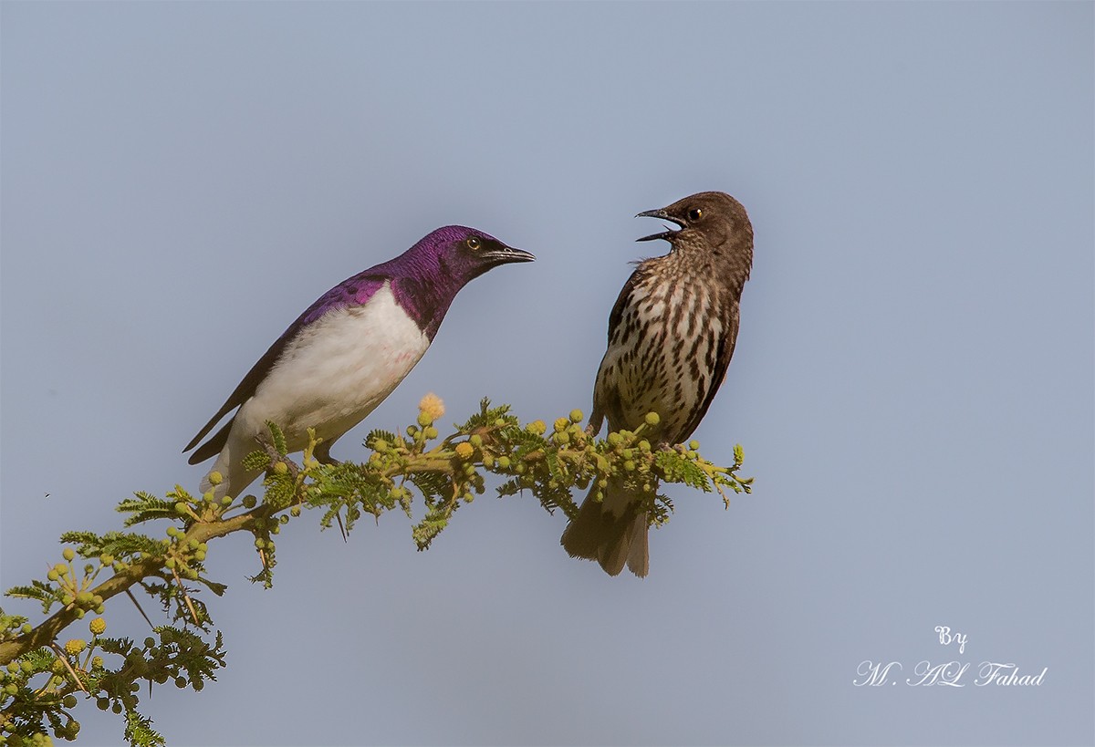 Violet-backed Starling - ML205497951