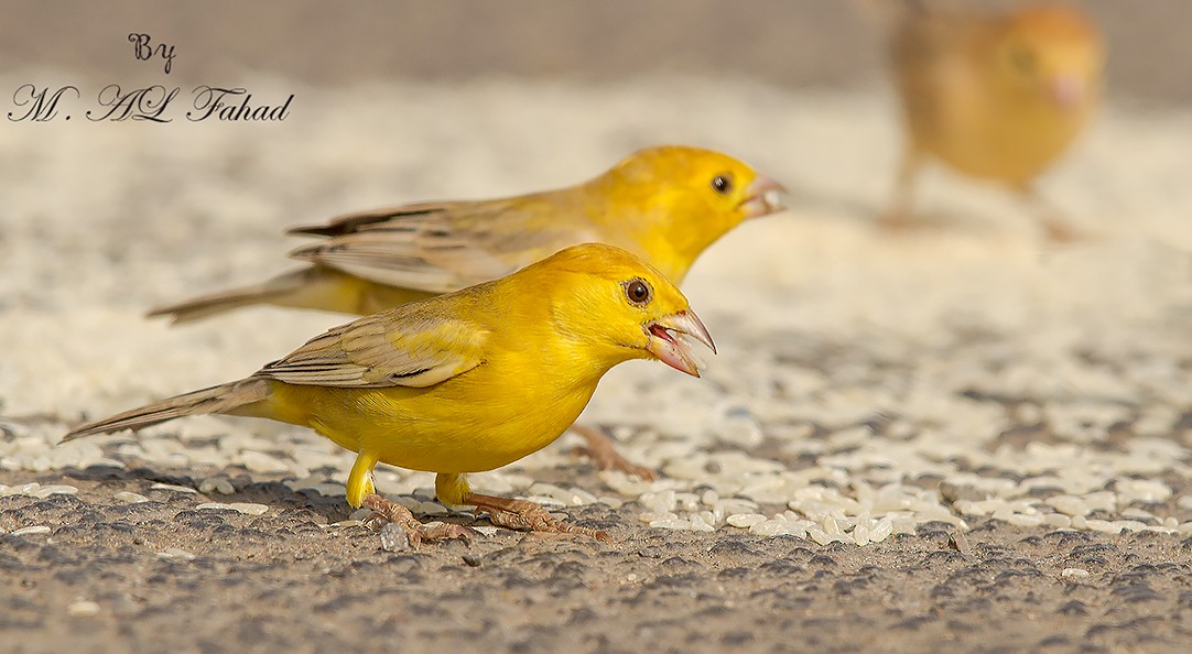 Moineau d'Arabie - ML205497971