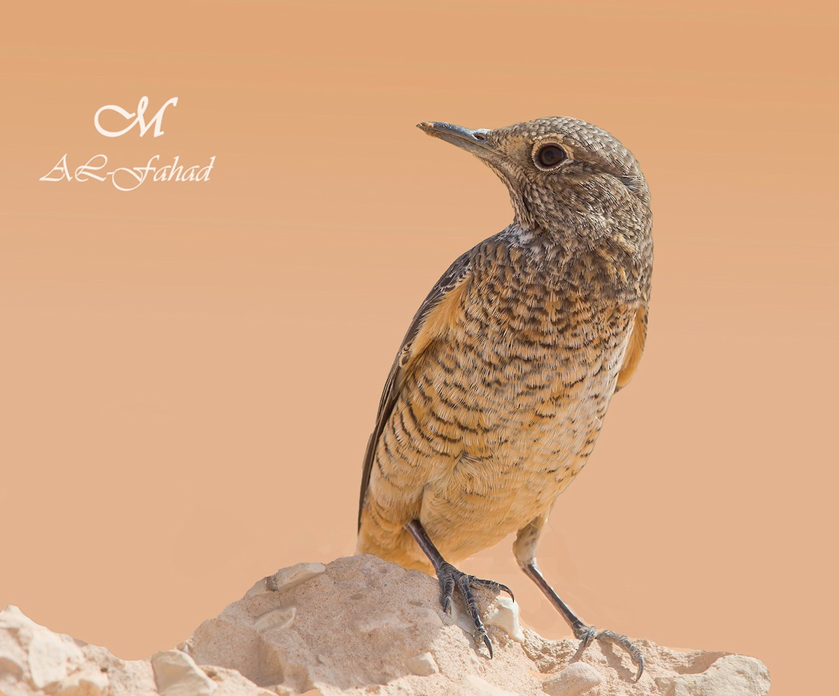 Rufous-tailed Rock-Thrush - ML205497991