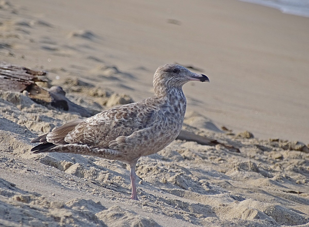 Herring Gull (American) - Jens Thalund