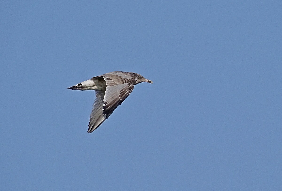 Herring Gull (American) - Jens Thalund