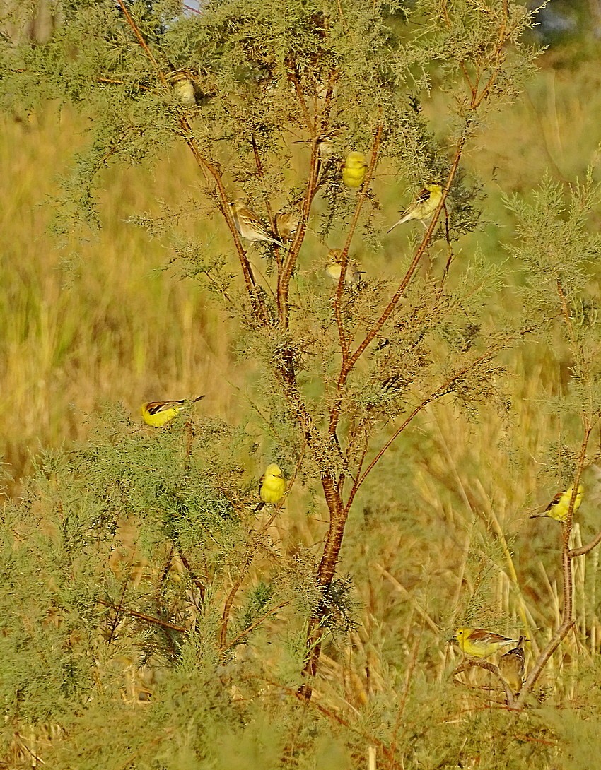 Sudan Golden Sparrow - ML205498521