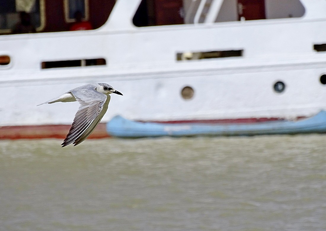 Gull-billed Tern - ML205498561