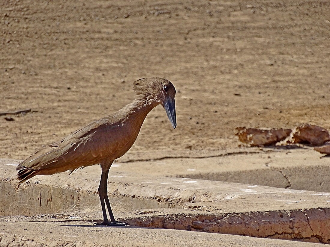 Hamerkop - ML205498621