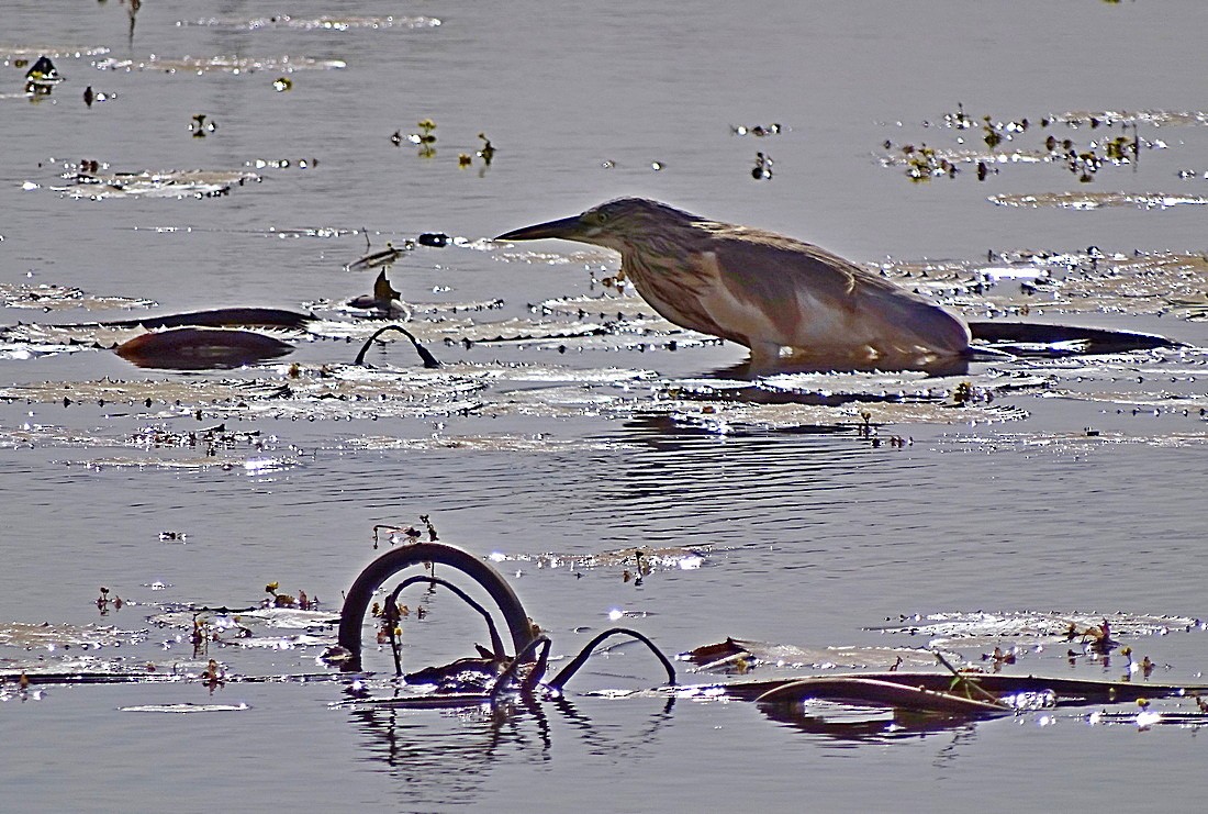 Squacco Heron - ML205498641