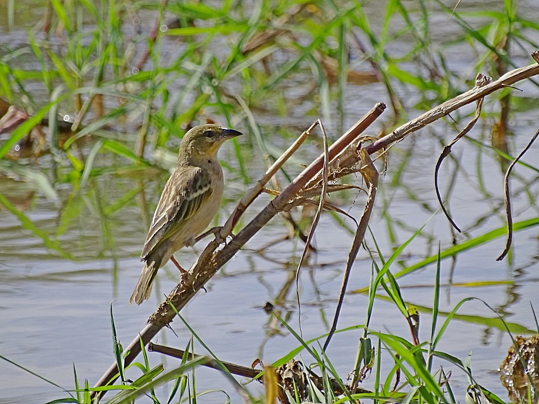 Black-headed Weaver - ML205498651