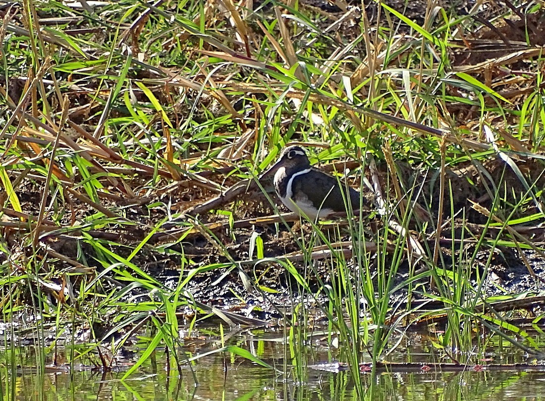 Greater Painted-Snipe - ML205498661