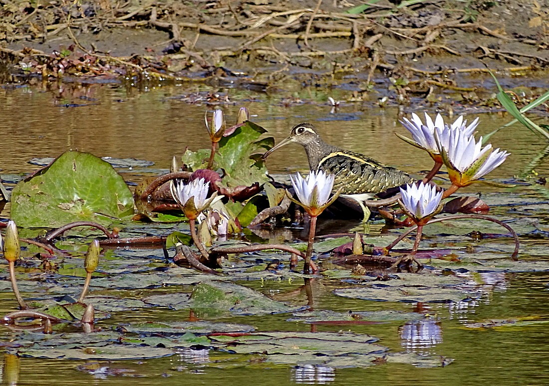 Greater Painted-Snipe - ML205498671