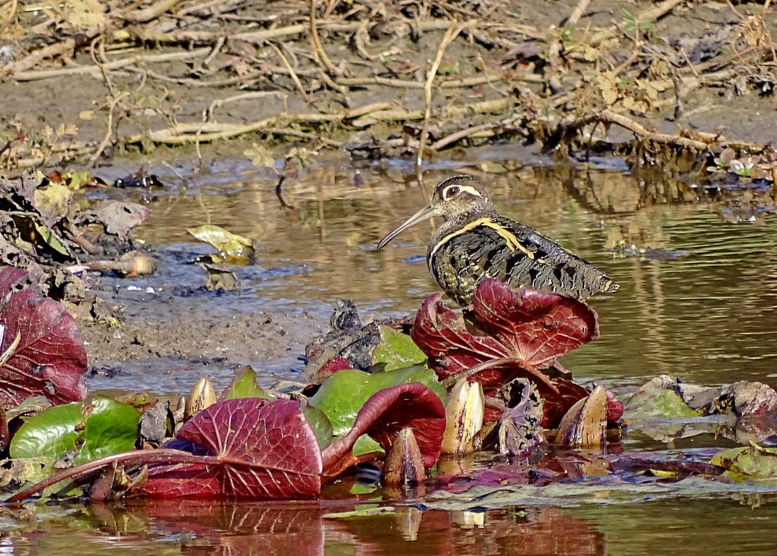 Greater Painted-Snipe - Jens Thalund