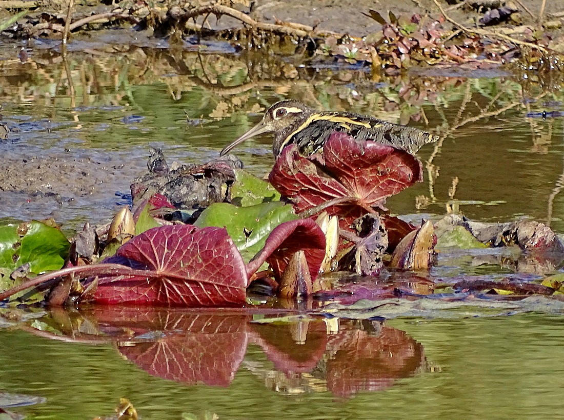 Greater Painted-Snipe - ML205498691