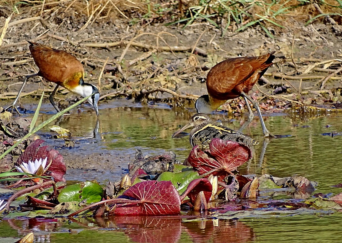 Greater Painted-Snipe - Jens Thalund