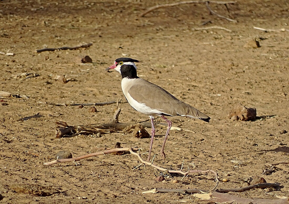 Black-headed Lapwing - Jens Thalund