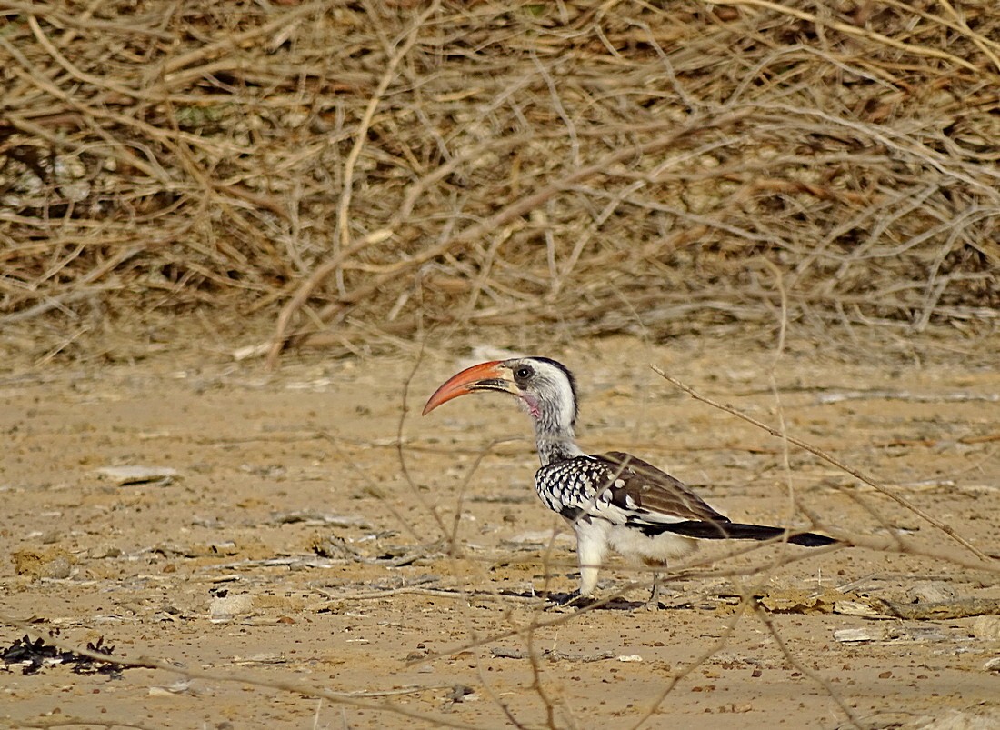 Western Red-billed Hornbill - ML205498721