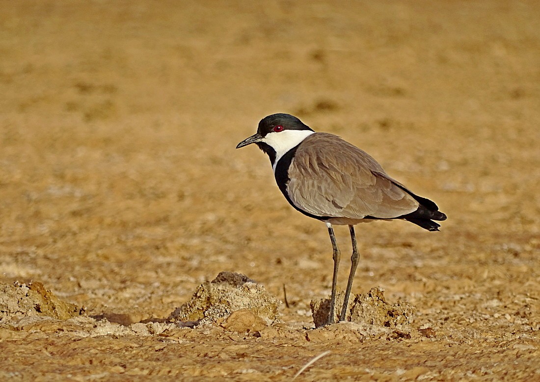 סיקסק - ML205498731