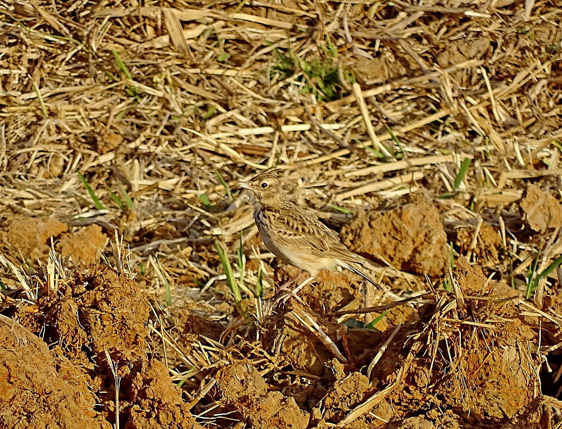 Crested Lark - ML205498741