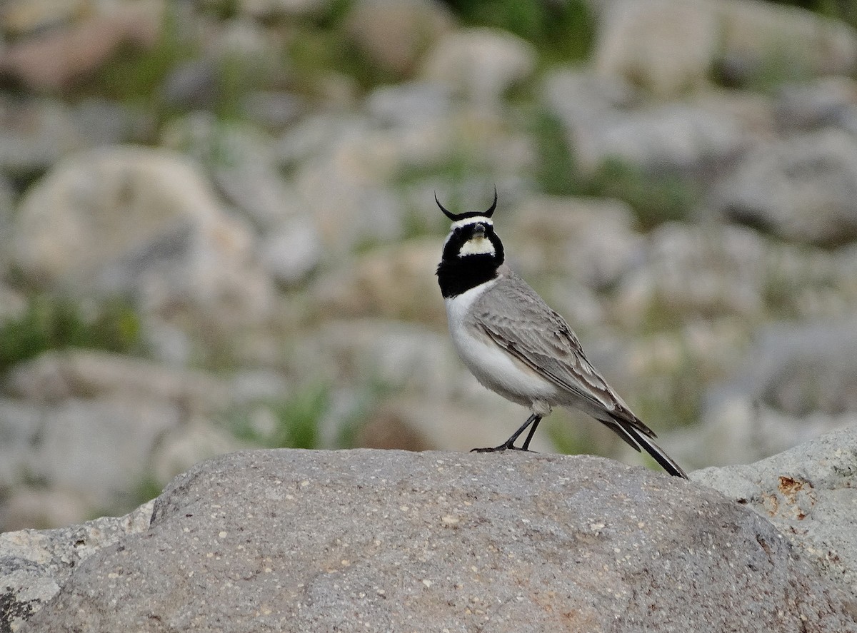 Horned Lark (Black-necklaced) - Jens Thalund