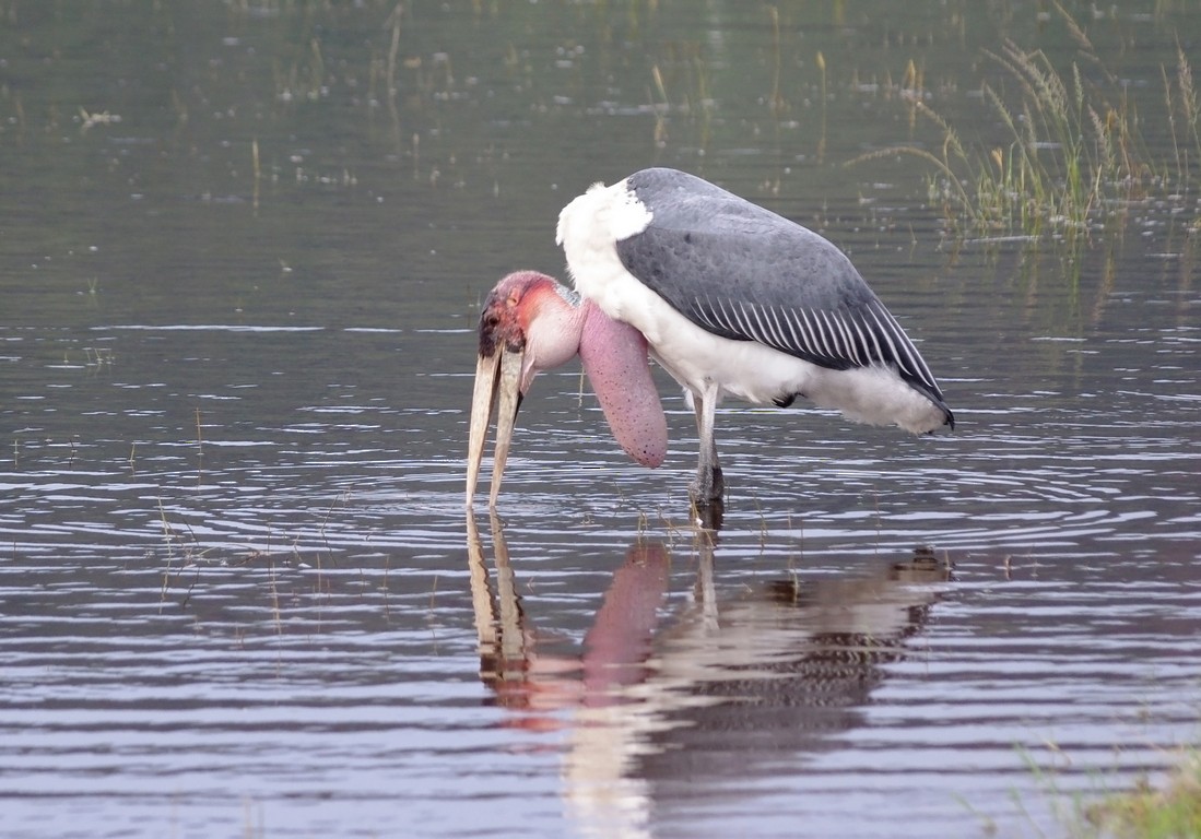 Marabou Stork - David Valentin