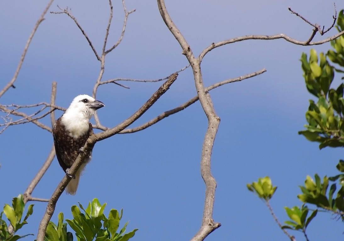 White-headed Barbet (White-headed) - ML205499551