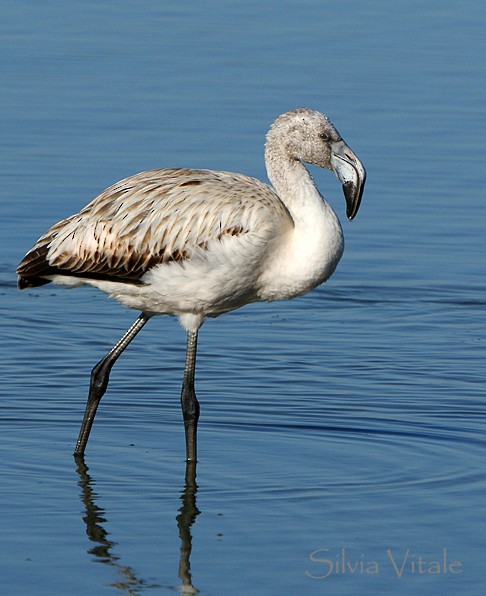 Chilean Flamingo - ML205499951