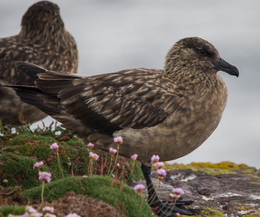 Great Skua - juan gonzalez valdivieso