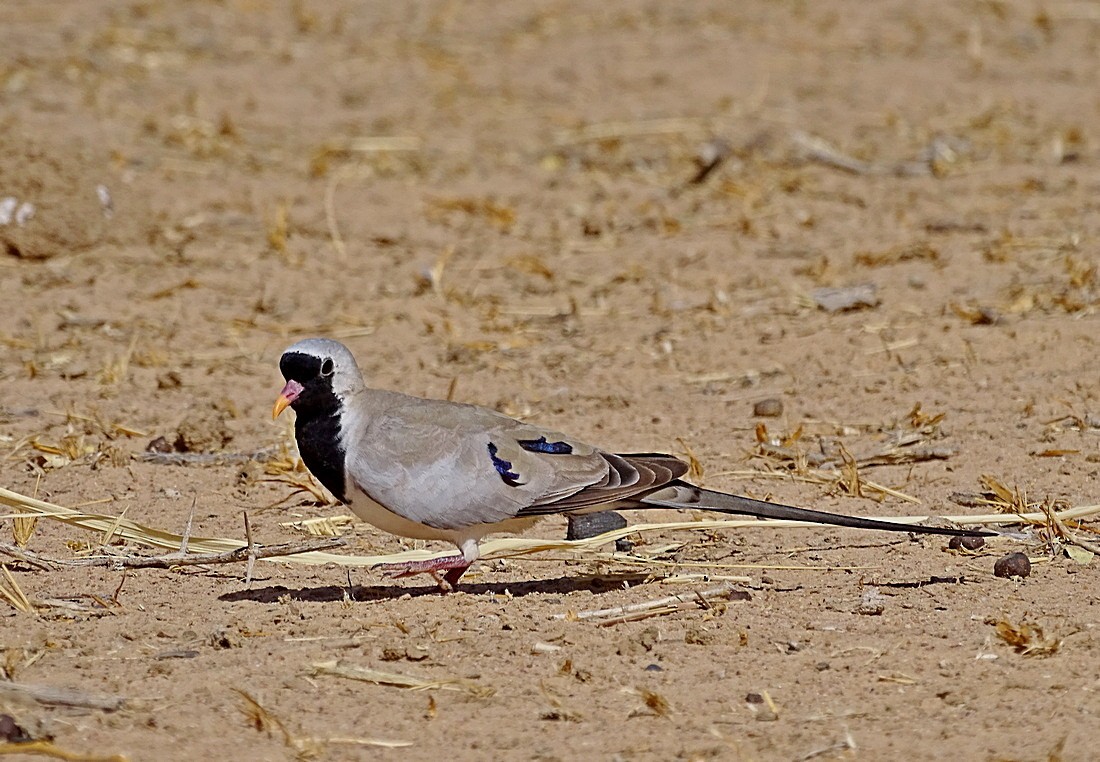 Namaqua Dove - Jens Thalund