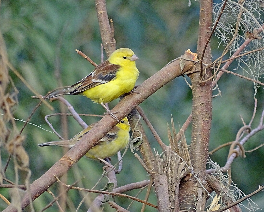 vrabec žlutý - ML205501001