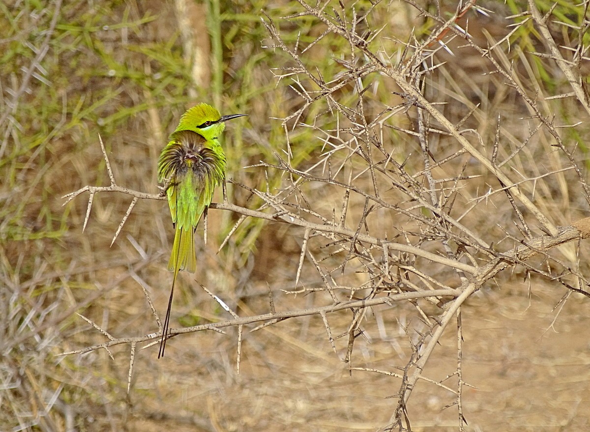 Afrika Yeşil Arıkuşu - ML205501021